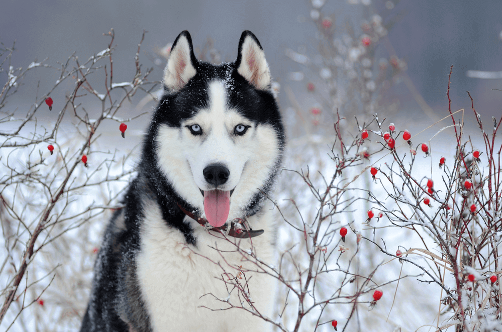 Chó Husky - Đặc điểm, tính khí và cách nuôi tốt nhất